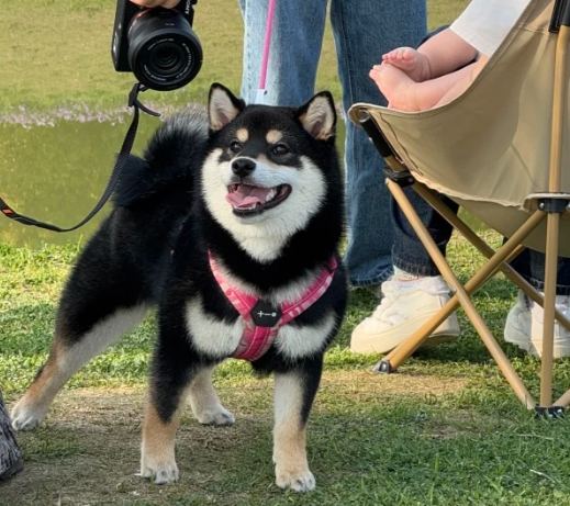 柴犬性格問題 柴犬性格問題