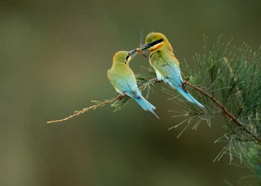 寵物鳥餵食指南 寵物鳥餵食指南