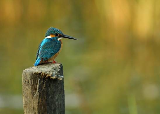 飼養鳥類缺點 飼養鳥類缺點