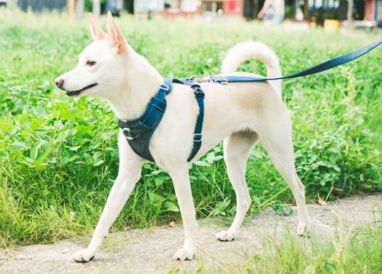 牽狗訓練 牽狗訓練