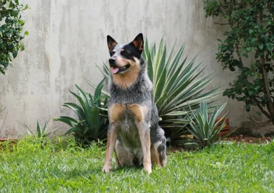 澳洲牧牛犬飼養 澳洲牧牛犬飼養