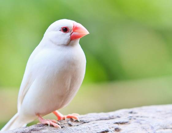 台灣寵物鳥 台灣寵物鳥