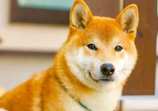 柴犬愛主人行為 柴犬愛主人行為