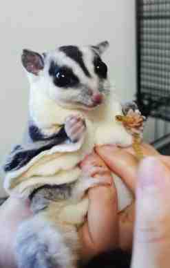 蜜袋鼯繁殖 蜜袋鼯繁殖