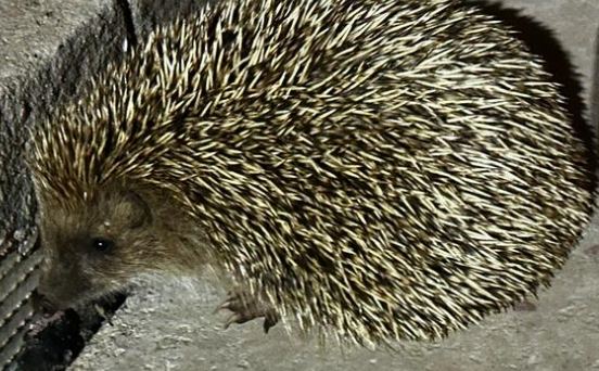 寵物刺蝟開銷 寵物刺蝟開銷