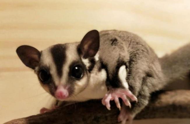 蜜袋鼯尾巴翹起來