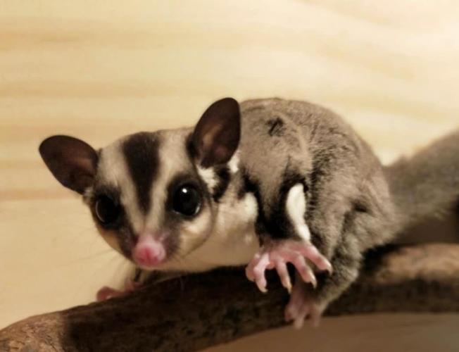 蜜袋鼯尾巴翹起來全解析：原因、健康警訊與飼主應對指南