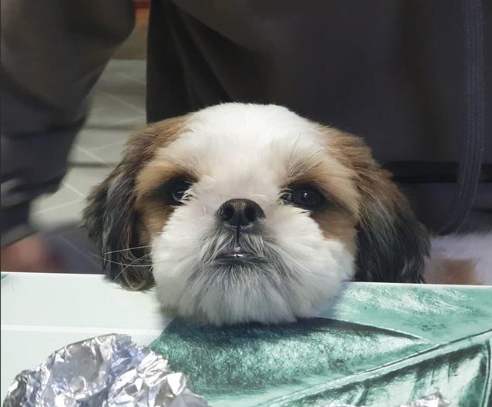 狗狗愛的表達 狗狗愛的表達