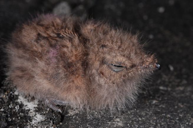 夜鷹幼鳥救援
