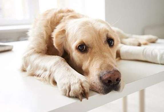 狗狗受傷自癒 狗狗受傷自癒