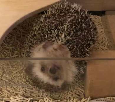 寵物刺蝟護理 寵物刺蝟護理