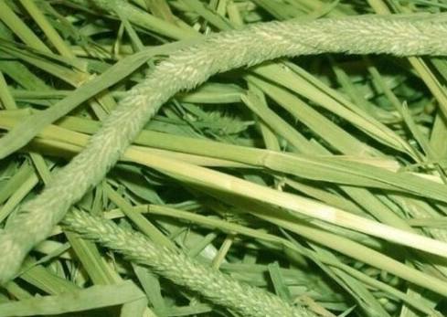 提摩西草一割二割差別