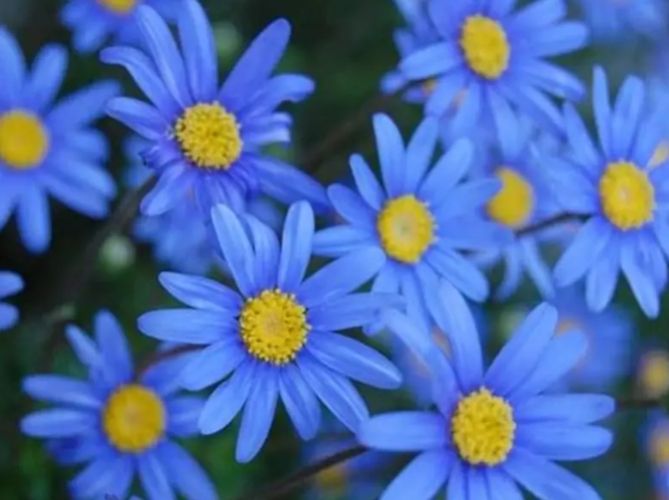 藍色雛菊種植 藍色雛菊種植