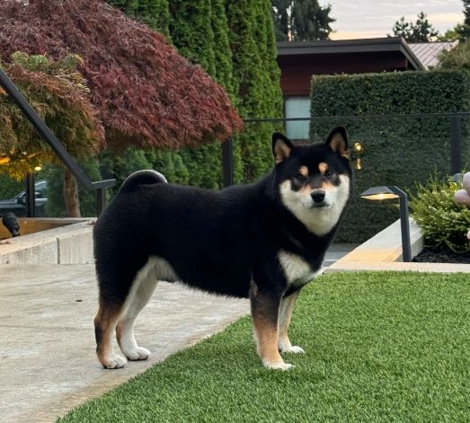 柴犬飼養費用 柴犬飼養費用