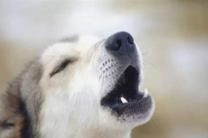 狗狗吠叫訓練 狗狗吠叫訓練