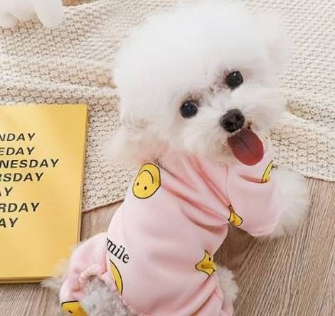 領養小型犬注意事項