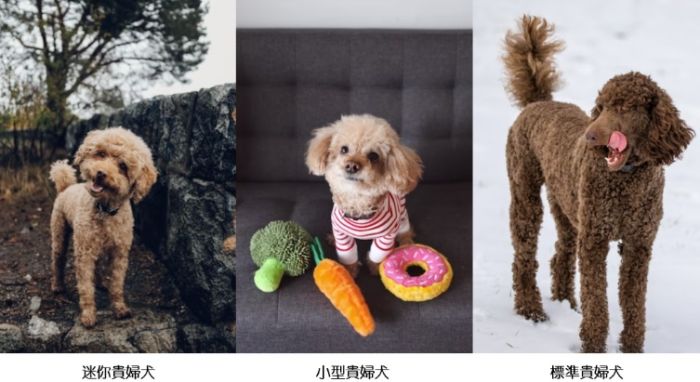 狗氣管疾病治療 狗氣管疾病治療