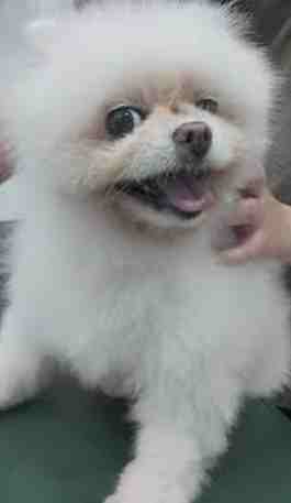 心脏病狗狗饮水管理