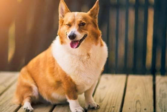 柯基犬價格 柯基犬價格