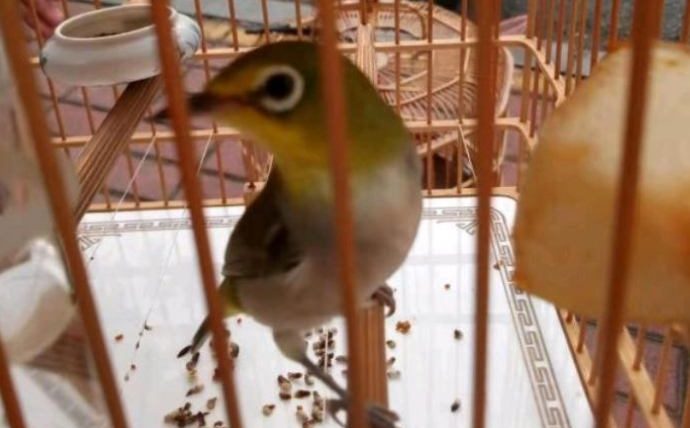 綠繡眼幼鳥吃什麼