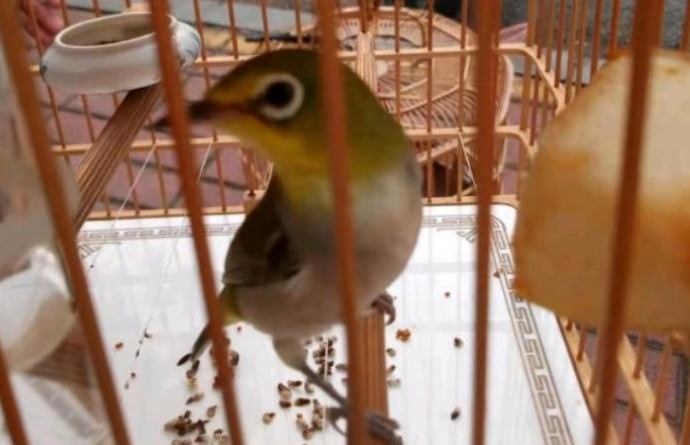 綠繡眼幼鳥飲食 綠繡眼幼鳥飲食