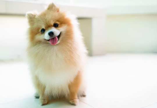 寵物蜂蜜安全 寵物蜂蜜安全