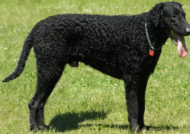 捲毛尋回犬飼養