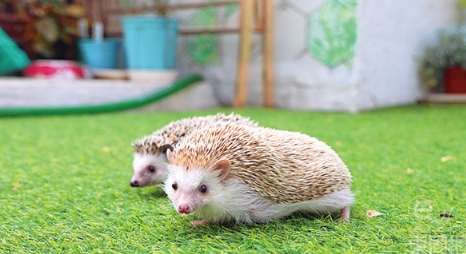 刺蝟照顧 刺蝟照顧