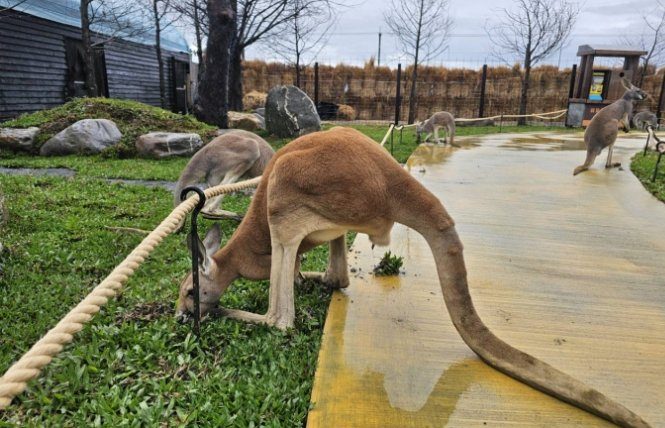 宜蘭農場袋鼠