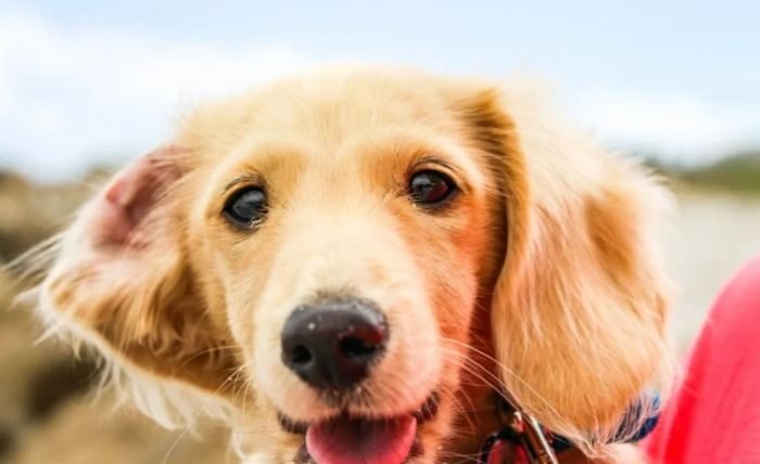 狗狗眼睛周圍紅紅的