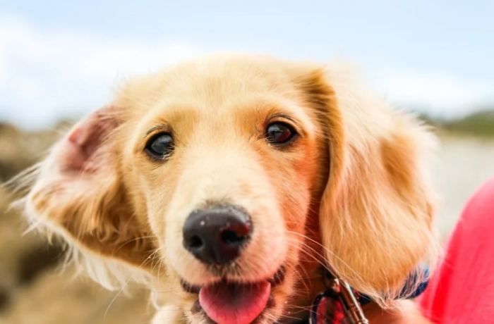 狗狗眼睛周圍紅紅的怎麼辦？完整原因解析與居家護理指南