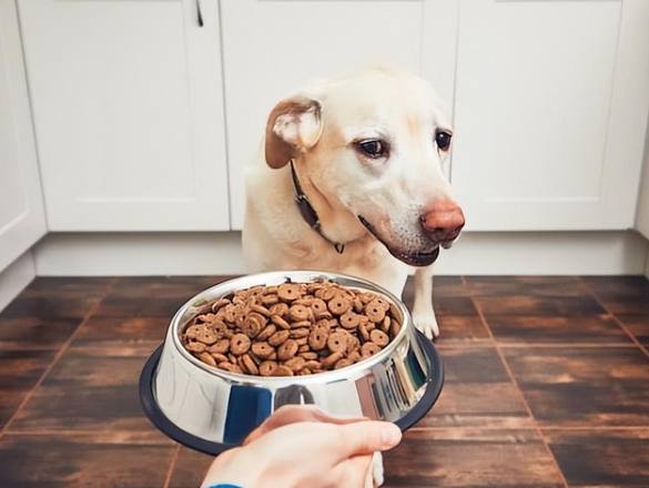 胰臟炎狗狗飲食 胰臟炎狗狗飲食