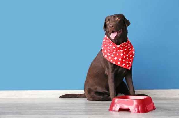 狗狗吃桃膠 狗狗吃桃膠