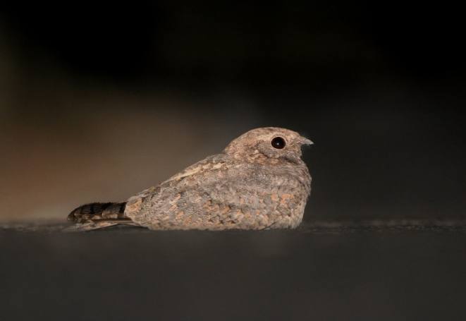 夜鷹 是什麼 鳥 夜鷹 是什麼 鳥
