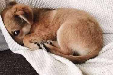 狗狗不舒服会有什么表情