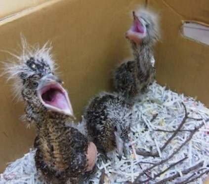 麻雀幼鳥照顧 麻雀幼鳥照顧