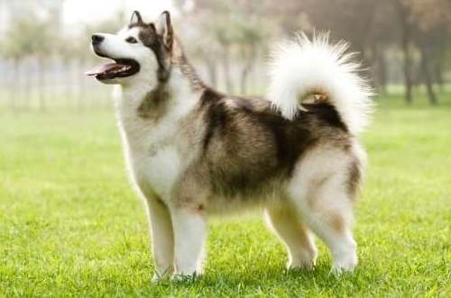 黃金獵犬飼養 黃金獵犬飼養