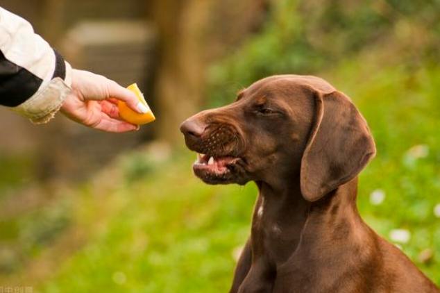 柚子對狗有害 柚子對狗有害