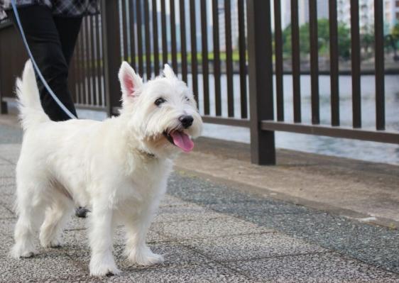 梗犬種類 梗犬種類