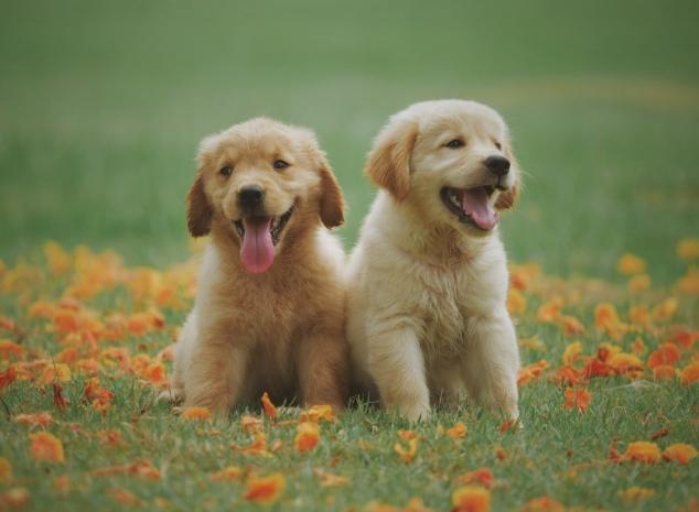 建立狗狗信任 建立狗狗信任