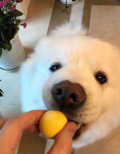 麻糬對狗有害 麻糬對狗有害