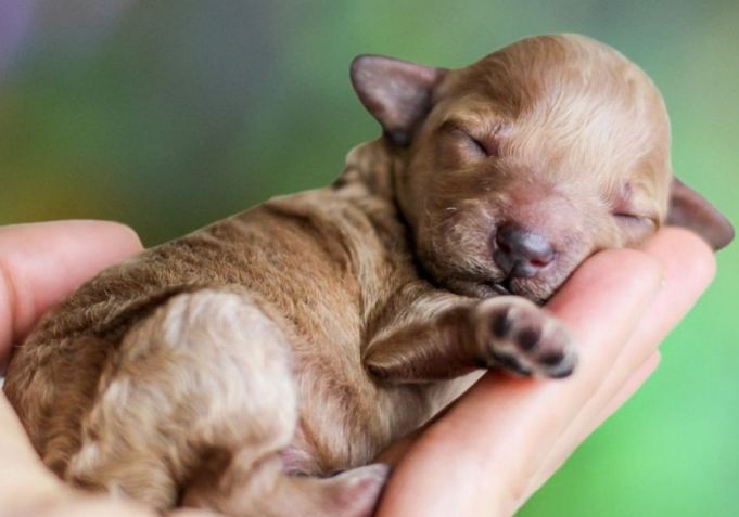 幼犬生理特徵 幼犬生理特徵