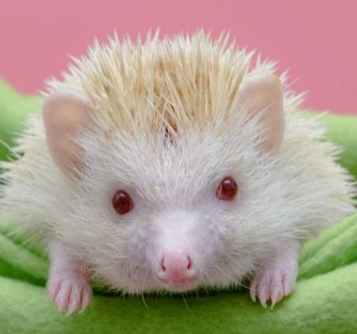 養刺蝟費用 養刺蝟費用