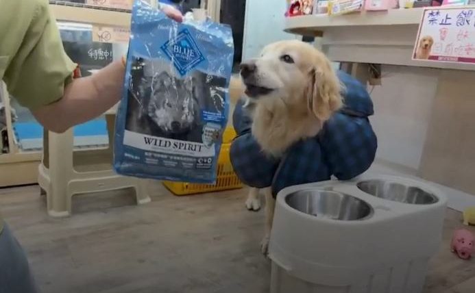 狗狗皮膚過敏吃什麼飼料