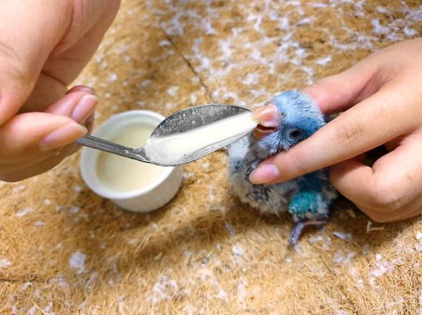 幼鳥喝牛奶