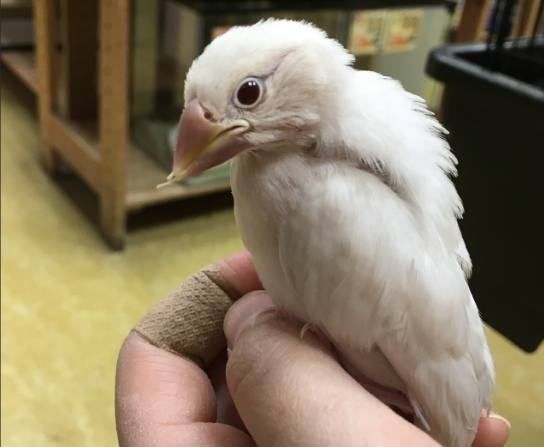 銀文鳥繁殖 銀文鳥繁殖