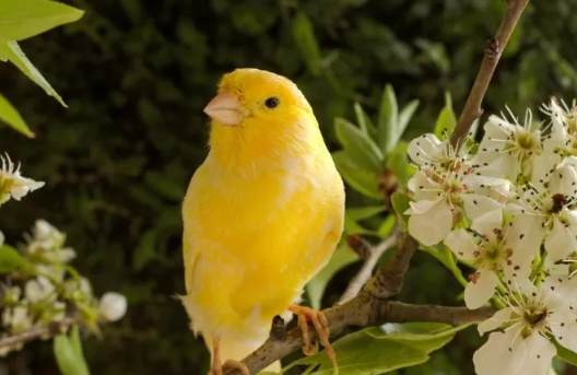 金絲雀餵食注意事項 金絲雀餵食注意事項