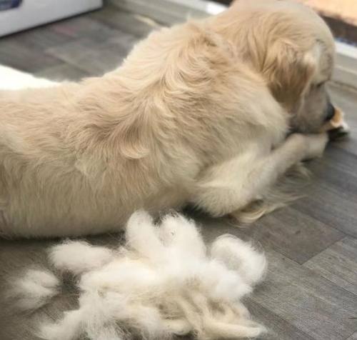 貴賓狗毛髮護理 貴賓狗毛髮護理