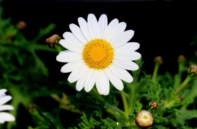 小雛菊花瓣特性 小雛菊花瓣特性