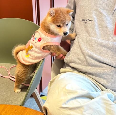 柴犬健康問題 柴犬健康問題